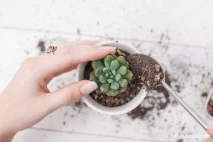 Cách trồng và chăm sóc Sen đá khi mới mua về đơn giản nhất