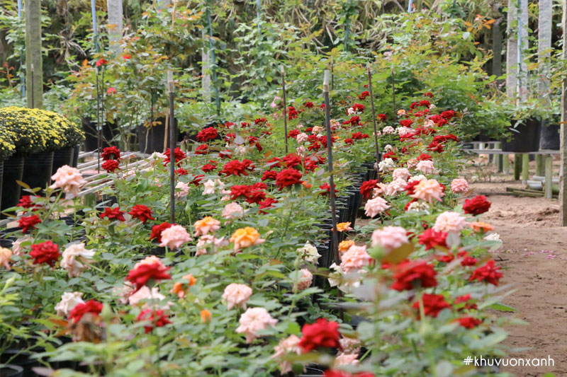 Cách trồng hoa hồng trong vườn luôn sai hoa, thơm ngát