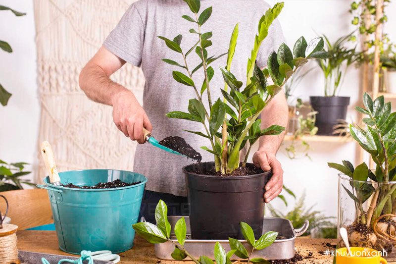 Cách trồng và chăm sóc cây Kim tiền