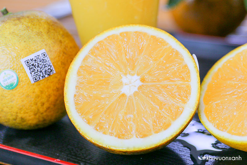 Cam Valencia có tên khoa học là Citrus sinensis Valencia