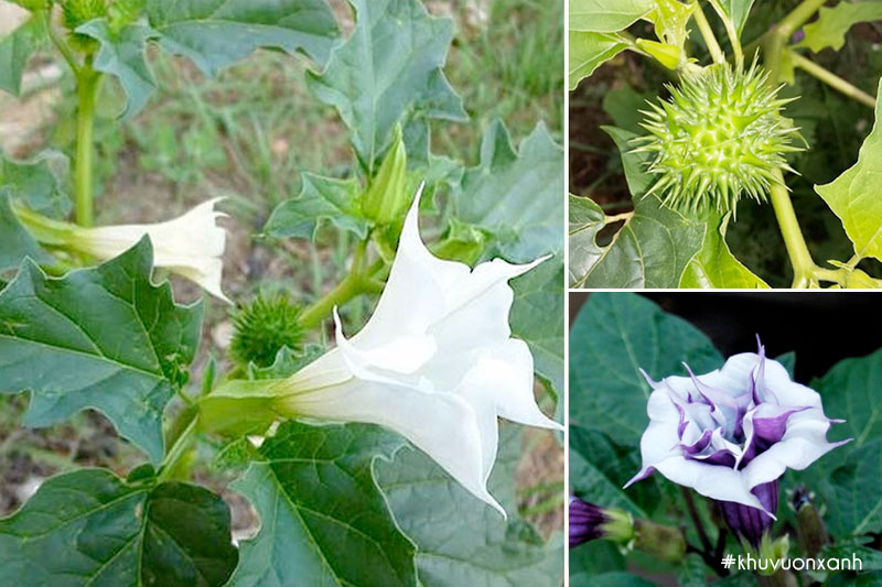 Cây Cà độc dược(Mạn đà la) có tên khoa học là Datura metel L