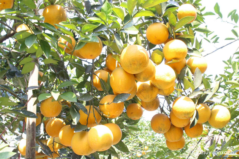 Cam Vinh có nguồn gốc ở làng Xã Đoài, Nghi Lộc, Nghệ An