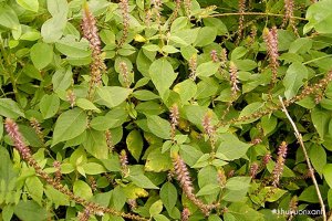 Cây cỏ Xước - Ngưu tất - Bách bội