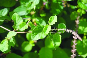 Tác dụng của cây Cỏ xước và những lưu ý khi sử dụng