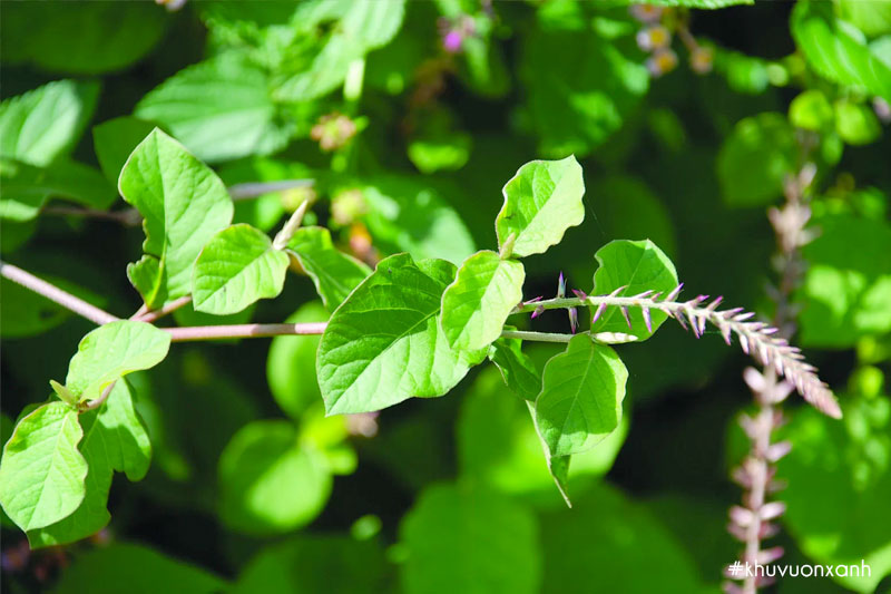 Cây cỏ xước(Ngưu tất nam) có tên khoa học là Radix Achyranthis asperae