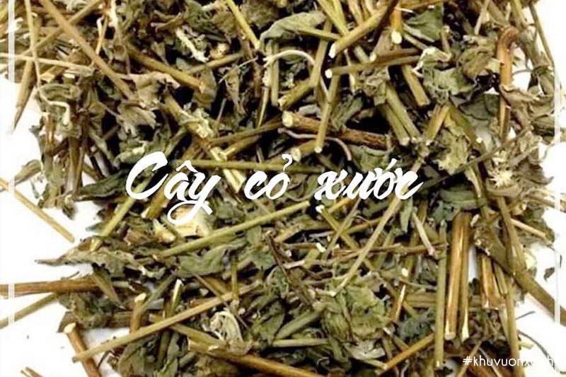 Cây cỏ xước khô có tác dụng chữa bệnh
