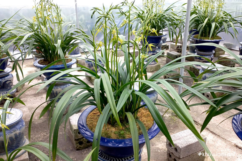Cây Địa lan kiếm Hoàng Vũ có tên khoa học là Cymbidium sinense var alba