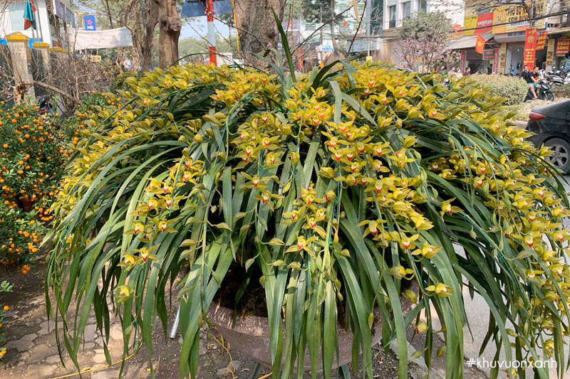 Cây Địa lan Trần mộng có tên kho học là Cymbidium lowianum