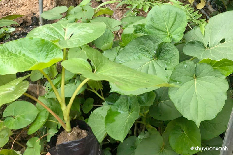 Cây Dổi đất giống tại Vườn ươm