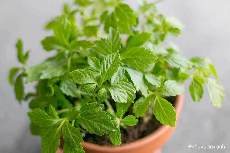 Giảo cổ lam có tên khoa học là Gynostemma pentaphyllum