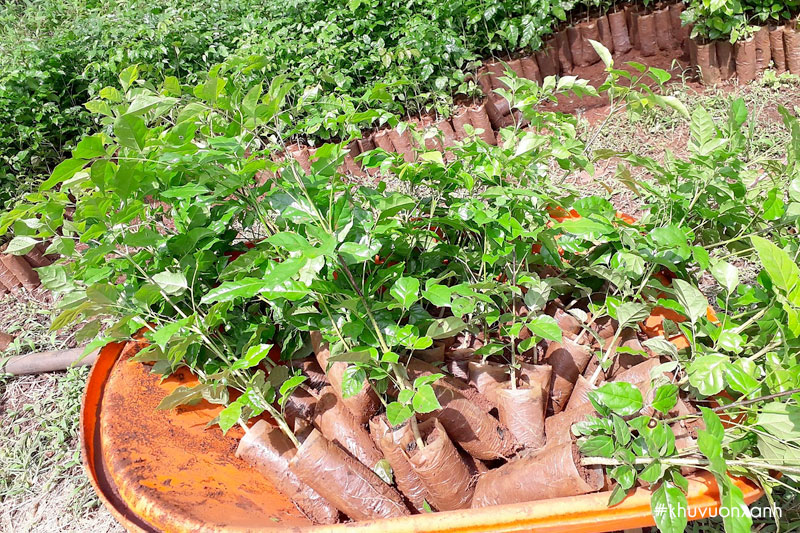 Cây giống Núc nác khỏe mạnh tại vườn ươm