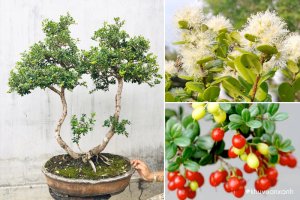 Cây Hải châu - Cây cảnh Bonsai dáng thế đẹp, giá trị cao