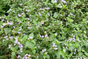 Cây Cứt lợn(Cỏ hôi, Ngũ sắc, Thắng hồng kế)