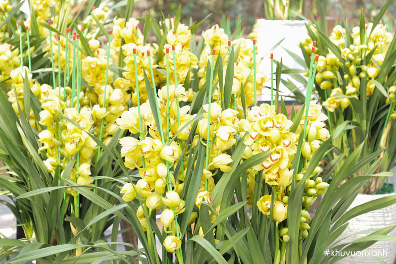 Cây hoa Địa lan chơi Tết rất hút khách mỗi dịp Tết đến xuân về