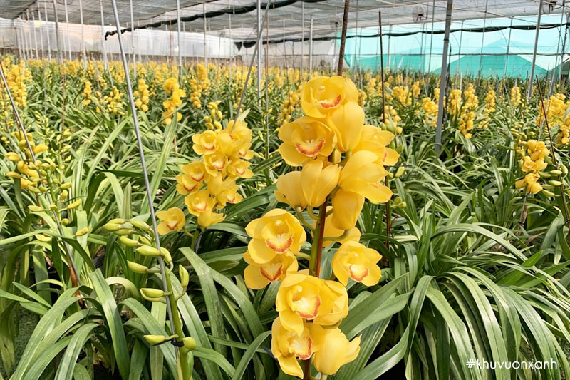 Cây hoa Địa lan đất có tên khoa học là Cymbidium hybrid