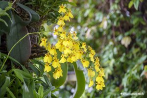 Cây lan Vũ nữ - Đặc điểm, phân loại, ý nghĩa và cách trồng chi tiết