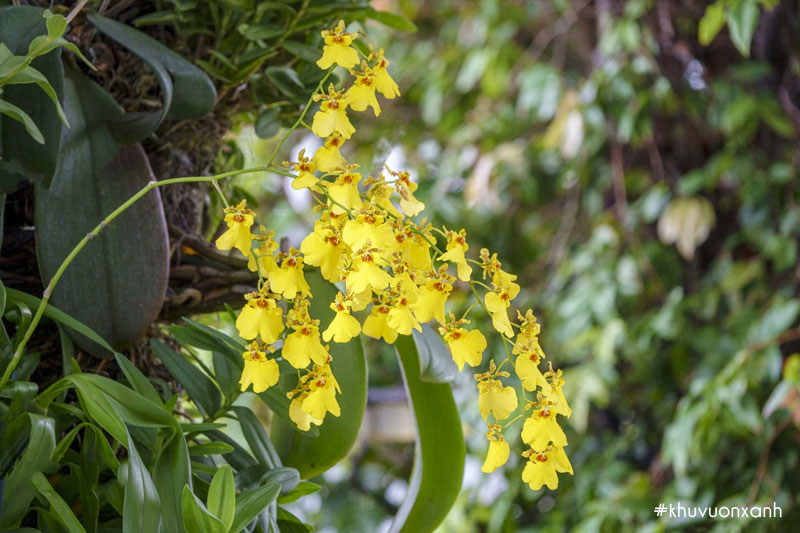 Hoa lan Vũ nữ vàng là loại thường thấy được nhiều người ưa thích