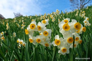 Cây hoa Thủy tiên (Narcissus) - Khám phá vẻ đẹp và Ý nghĩa