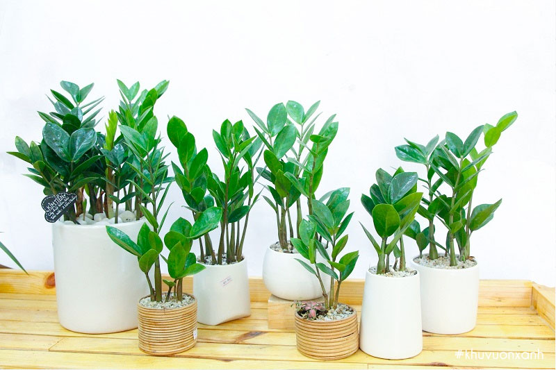Cây kim tiền có tên khoa học là Zamioculcas zamifolia
