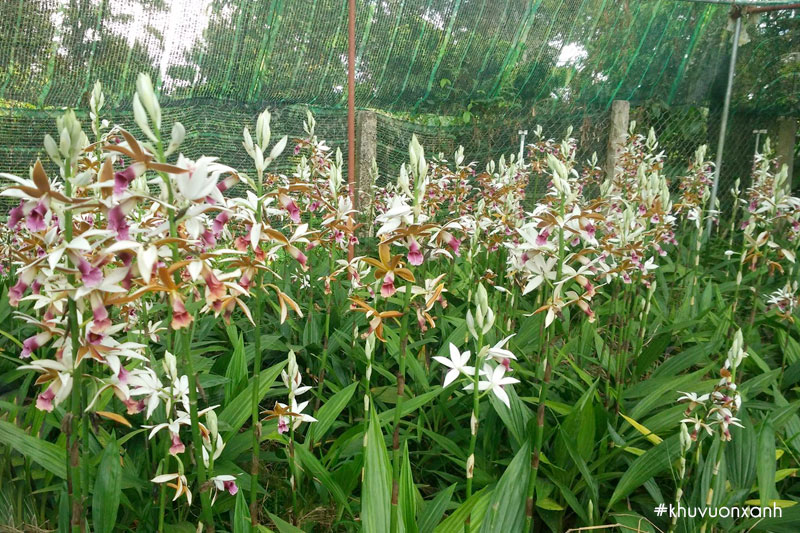 Cây lan Hạc đỉnh có tên khoa học là Phaius tankervilleae