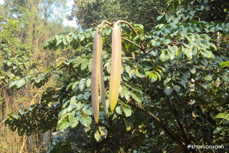 Cây Núc nác có tên khoa học là Oroxylum indicum