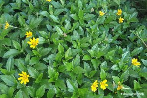 Cây Sài đất hoa vàng (Ngổ núi, Húng tràm, Xoài đất)