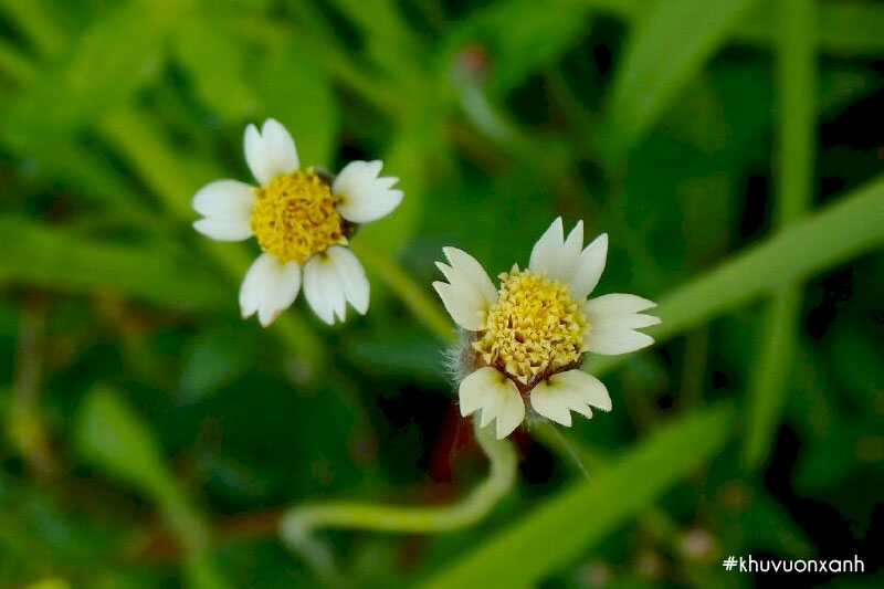 Cây sài đất hoa trắng còn gọi là cây cỏ mui hay cúc mai(Tridax procumbens)