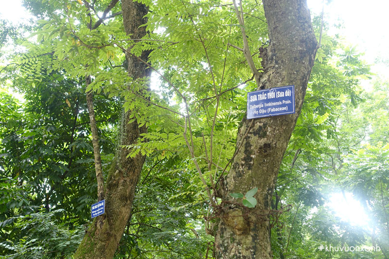 Cây sưa đỏ còn được gọi là cây Sưa trắc thối