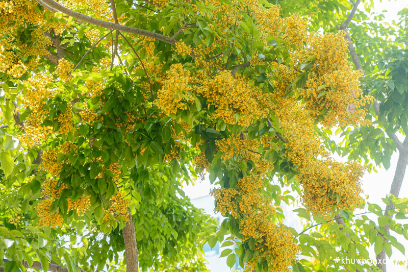 Cây sưa vàng còn được gọi là cây Hương vườn