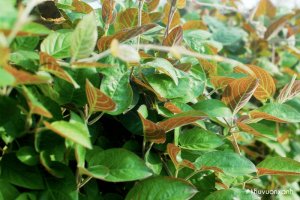 Cây Thúi địch (Mơ lông, Mơ chó)