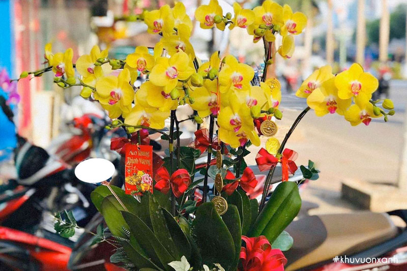 Chậu lan Hồ điệp vàng chơi Tết độc đáo