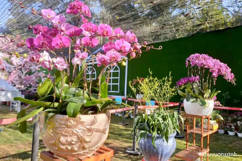 Chậu lan Hồ điệp hồng đẹp quyến rũ