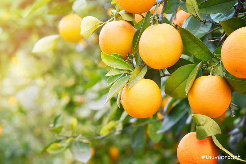 Chính vụ cam Vinh bắt đầu từ tháng 10 đến tháng 12 hàng năm
