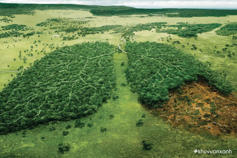 Chung tay bảo vệ rừng - Lá phổi xanh của Trái đất