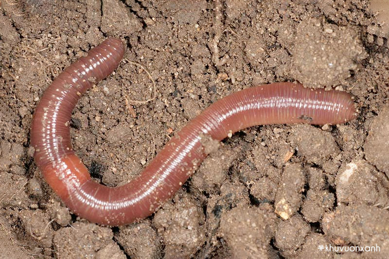 Con Giun đất hay còn gọi là Địa long có tên khoa học là Pheretima