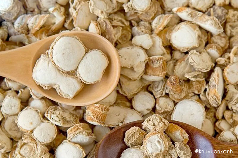 Cây địa liền khô được sử dụng nhiều trong chữa bệnh