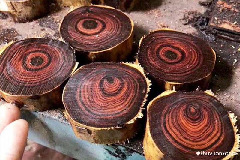 Gỗ sưa đỏ còn gọi là gỗ Huỳnh đàn có giá trị kinh tế cao