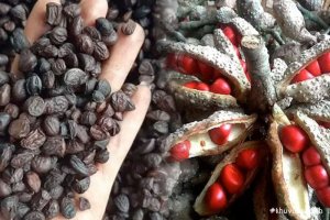 Cách bảo quản và chế biến hạt Dổi