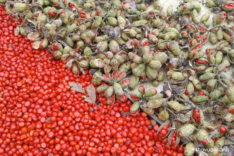 Hạt Dổi rừng có giá lên tới 600 ngàn đồng/kg