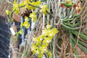 Hoa lan Căn diệp - Vẻ đẹp độc đáo của loài Lan không có lá