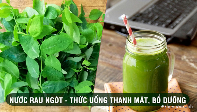 Nước ép từ cây rau Ngót thanh mát, bổ dưỡng