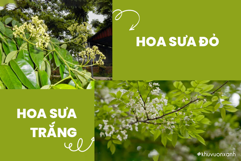 Phân biệt hoa Sưa đỏ và hoa Sưa trắng