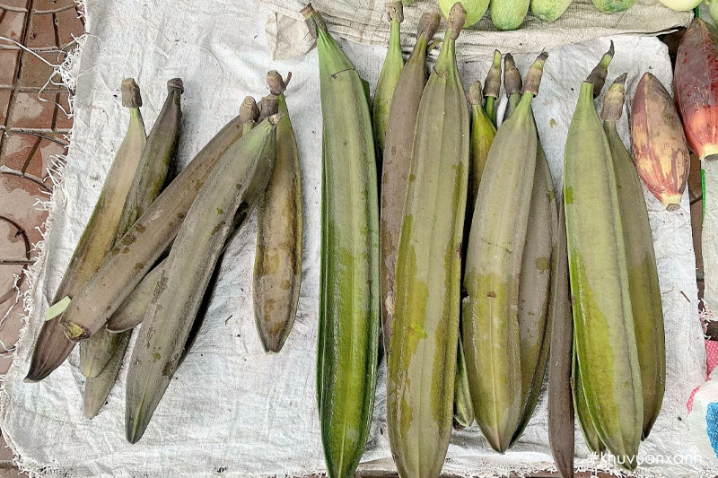 Quả cây Núc nác ngâm rượu rất tốt cho sức khỏe