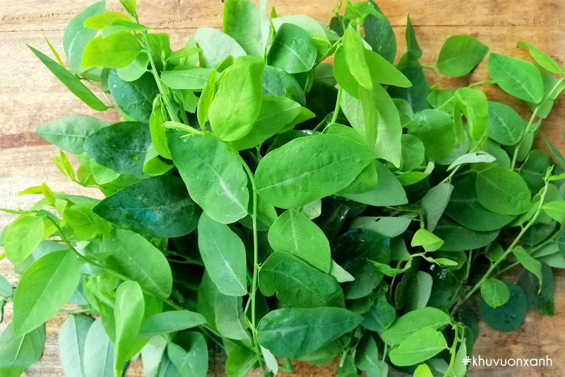 Rau ngót hay còn gọi là rau bồ ngót