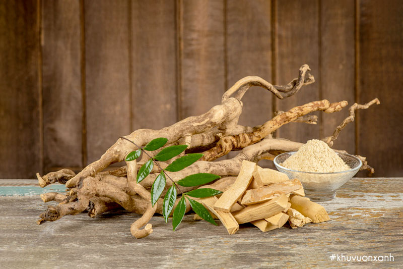 Rễ, vỏ, thân và lá của cây Mật nhân đều có thể sử dụng làm thuốc