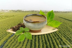 Uống Giảo cổ lam hàng ngày có tốt không?