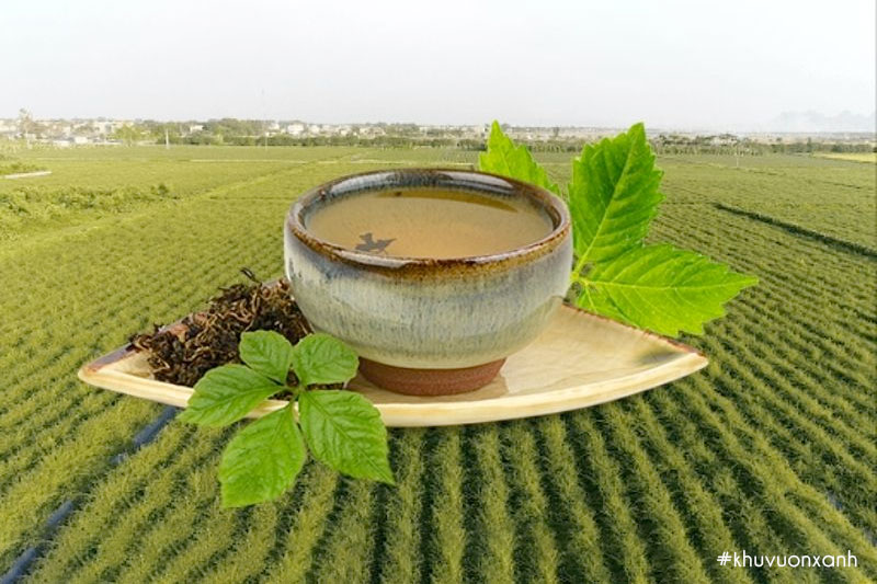 Uống nước Giảo cổ lam hàng ngày có tốt không?