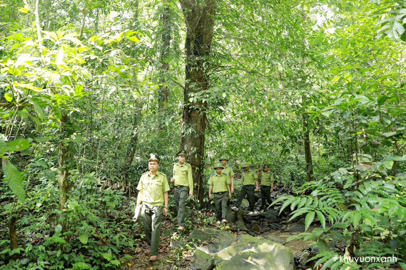 Bảo vệ bền vững Rừng phòng hộ qua công tác quản lý, giám sát