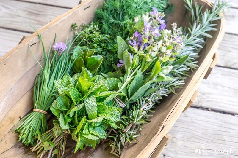 Các loại Rau thơm phổ biến ở Việt Nam