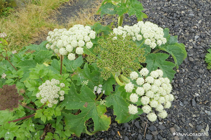 Cây Bạch chỉ có tên khoa học là Radix Angelicae Dahurica